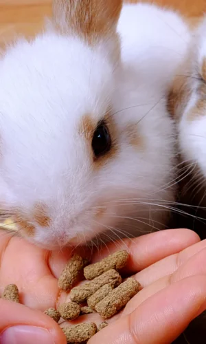 ožkoms, avims, alpakoms, danieliams, triušiams, paukščiams, jūrų kiaulytėms, šunims ir kitiems gyvūnams, Rančos pašarai, rancos pasarai, rančos pašarai lt, rancos pasarai lt, MB Žirgo Ranča, pašarai žirgams, pašarai arkliams, maistas žirgams, maistas arkliams, prekės žirgams, prekės arkliams, prekės žirgynams, žirgynų įranga, arklidžių įranga, inventorius žirgams, jojimo prekės, priedai žirgininkystei, priemonės kanopoms, priemonės karčiams pašarai žirgams internetu, pašarai arkliams internetu, pašarai žirgams gera kaina, pašarai žirgams kaina, pašarai žirgams Lietuvoje, pašarai žirgams akcija, papildai žirgams, papildai arkliams, vitaminai žirgams, mineralai žirgams, maisto papildai žirgams, elektrolitai žirgams, linų sėmenų aliejus žirgams, skanėstai žirgams, žirgų skanėstai, laižalai žirgams, mineraliniai laižalai žirgams pašarai sportiniams žirgams, pašarai laisvalaikio žirgams, pašarai poniams, pašarai jauniems žirgams, pašarai kumeliukams, pašarai veisimui, pašarai ištvermės jojimui, pašarai sunkiasvoriams žirgams, sportinis pašaras žirgams, energetiniai pašarai žirgams, pašarai vyresniems arkliams, pašarai seniems žirgams, pašarai jautriems žirgams, pašarai nervingam žirgui be avižų pašarai žirgams, pašaras be avižų žirgams, begrūdis pašaras žirgams, musli žirgams, müsli pašaras žirgams, granuliuotas pašaras žirgams, granulės žirgams, mash žirgams, mash pašaras žirgams, užpilami pašarai mash, specialios paskirties pašarai žirgams, pašaras žirgo skrandžiui, pašaras virškinimui žirgams, pašaras žirgo raumenynui, pašaras sportui be avižų, pašaras su daug skaidulų arkliams papildai žirgų sąnariams, papildai žirgų sausgyslėms, papildai žirgų sąnariams ir sausgyslėms, papildai žirgų virškinimui, papildai žirgų mitybai ir virškinimui, papildai žirgų raumenims, papildai nervingam žirgui, papildai kvėpavimo problemoms, papildai kanopoms, papildai laminitui, papildai vyresniems arkliams, papildai dantų problemoms, papildai žirgų veisimui ir augimui, papildai darbingumui, papildai imunitetui, papildai kailiui ir odai žirgynų įranga internetu, arklidžių įranga internetu, gardai arkliams, aptvarai arkliams, saugios tvoros žirgams, guminės dangos žirgynams, jojimo aikštynų įrengimas, kliūtys žirgams, kavaletės, kavaletės bokšteliai, inventorius arklidėms, darbo pirštinės žirgynui, žaislai žirgams maistas šunims, maistas šunims internetu, sausas maistas šunims, pašarai šunims, kokybiškas maistas šunims, begrūdis maistas šunims, maistas šunims gera kaina, lesalai naminiams paukščiams, lesalai paukščiams, lesalai vištoms, lesalai antims, lesalai žąsims, pašarai triušiams, pašarai jūrų kiaulytėms, pašarai šinšiloms, pašarai degu, šienas triušiams, šienas jūrų kiaulytėms, pašarai avims, pašarai ožkoms, kombinuoti pašarai avims, kombinuoti pašarai ožkoms, pašarai alpakoms, pašarai lamoms, pašarai kupranugariams, pašarai stirnoms, pašarai danieliams, pašarai elniams pašarai žirgams Höveler, Höveler pašarai žirgams, Derby pašarai žirgams, Equinova papildai žirgams, Derbymed papildai žirgams, Horslyx laižalai žirgams, Keratex kanopoms, Royal Horse pašarai žirgams, Pavo pašarai žirgams, NAF papildai žirgams, Foran papildai žirgams, Equine America papildai žirgams pašarai žirgams internetu Lietuvoje, papildai žirgams internetu Lietuvoje, žirgynų įranga internetu Lietuvoje, prekės žirgams internetu, pašarai arkliams akcija, papildai arkliams akcija, skanėstai žirgams internetu, laižalai žirgams internetu, maistas šunims internetu Lietuvoje, pašarai triušiams internetu, pašarai avims internetu, pašarai ožkoms internetu, pašarai alpakoms internetu, pašarai stirnoms internetu, pašarai danieliams internetu