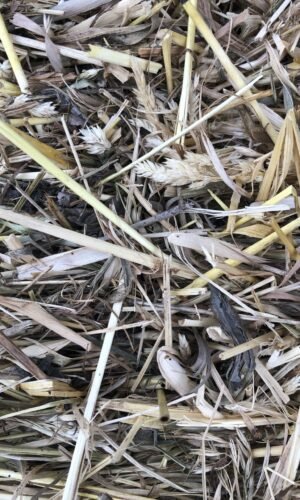 ŠIENAS 5 kg jūrų kiaulytėms ir triušiams