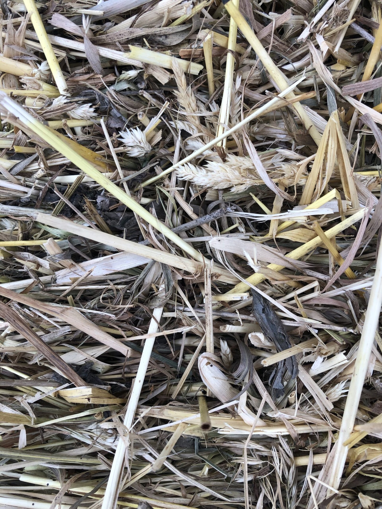 ŠIENAS jūrų kiaulytėms ir triušiams