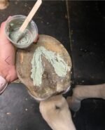 Rančos pašarai, rancos pasarai, rančos pašarai lt, rancos pasarai lt, MB Žirgo Ranča, pašarai žirgams, pašarai arkliams, maistas žirgams, maistas arkliams, prekės žirgams, prekės arkliams, prekės žirgynams, žirgynų įranga, arklidžių įranga, inventorius žirgams, jojimo prekės, priedai žirgininkystei, priemonės kanopoms, priemonės karčiams pašarai žirgams internetu, pašarai arkliams internetu, pašarai žirgams gera kaina, pašarai žirgams kaina, pašarai žirgams Lietuvoje, pašarai žirgams akcija, papildai žirgams, papildai arkliams, vitaminai žirgams, mineralai žirgams, maisto papildai žirgams, elektrolitai žirgams, linų sėmenų aliejus žirgams, skanėstai žirgams, žirgų skanėstai, laižalai žirgams, mineraliniai laižalai žirgams pašarai sportiniams žirgams, pašarai laisvalaikio žirgams, pašarai poniams, pašarai jauniems žirgams, pašarai kumeliukams, pašarai veisimui, pašarai ištvermės jojimui, pašarai sunkiasvoriams žirgams, sportinis pašaras žirgams, energetiniai pašarai žirgams, pašarai vyresniems arkliams, pašarai seniems žirgams, pašarai jautriems žirgams, pašarai nervingam žirgui be avižų pašarai žirgams, pašaras be avižų žirgams, begrūdis pašaras žirgams, musli žirgams, müsli pašaras žirgams, granuliuotas pašaras žirgams, granulės žirgams, mash žirgams, mash pašaras žirgams, užpilami pašarai mash, specialios paskirties pašarai žirgams, pašaras žirgo skrandžiui, pašaras virškinimui žirgams, pašaras žirgo raumenynui, pašaras sportui be avižų, pašaras su daug skaidulų arkliams papildai žirgų sąnariams, papildai žirgų sausgyslėms, papildai žirgų sąnariams ir sausgyslėms, papildai žirgų virškinimui, papildai žirgų mitybai ir virškinimui, papildai žirgų raumenims, papildai nervingam žirgui, papildai kvėpavimo problemoms, papildai kanopoms, papildai laminitui, papildai vyresniems arkliams, papildai dantų problemoms, papildai žirgų veisimui ir augimui, papildai darbingumui, papildai imunitetui, papildai kailiui ir odai žirgynų įranga internetu, arklidžių įranga internetu, gardai arkliams, aptvarai arkliams, saugios tvoros žirgams, guminės dangos žirgynams, jojimo aikštynų įrengimas, kliūtys žirgams, kavaletės, kavaletės bokšteliai, inventorius arklidėms, darbo pirštinės žirgynui, žaislai žirgams maistas šunims, maistas šunims internetu, sausas maistas šunims, pašarai šunims, kokybiškas maistas šunims, begrūdis maistas šunims, maistas šunims gera kaina, lesalai naminiams paukščiams, lesalai paukščiams, lesalai vištoms, lesalai antims, lesalai žąsims, pašarai triušiams, pašarai jūrų kiaulytėms, pašarai šinšiloms, pašarai degu, šienas triušiams, šienas jūrų kiaulytėms, pašarai avims, pašarai ožkoms, kombinuoti pašarai avims, kombinuoti pašarai ožkoms, pašarai alpakoms, pašarai lamoms, pašarai kupranugariams, pašarai stirnoms, pašarai danieliams, pašarai elniams pašarai žirgams Höveler, Höveler pašarai žirgams, Derby pašarai žirgams, Equinova papildai žirgams, Derbymed papildai žirgams, Horslyx laižalai žirgams, Keratex kanopoms, Royal Horse pašarai žirgams, Pavo pašarai žirgams, NAF papildai žirgams, Foran papildai žirgams, Equine America papildai žirgams pašarai žirgams internetu Lietuvoje, papildai žirgams internetu Lietuvoje, žirgynų įranga internetu Lietuvoje, prekės žirgams internetu, pašarai arkliams akcija, papildai arkliams akcija, skanėstai žirgams internetu, laižalai žirgams internetu, maistas šunims internetu Lietuvoje, pašarai triušiams internetu, pašarai avims internetu, pašarai ožkoms internetu, pašarai alpakoms internetu, pašarai stirnoms internetu, pašarai danieliams internetu