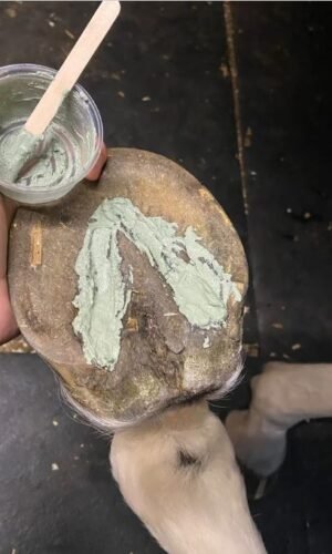 Rančos pašarai, rancos pasarai, rančos pašarai lt, rancos pasarai lt, MB Žirgo Ranča, pašarai žirgams, pašarai arkliams, maistas žirgams, maistas arkliams, prekės žirgams, prekės arkliams, prekės žirgynams, žirgynų įranga, arklidžių įranga, inventorius žirgams, jojimo prekės, priedai žirgininkystei, priemonės kanopoms, priemonės karčiams pašarai žirgams internetu, pašarai arkliams internetu, pašarai žirgams gera kaina, pašarai žirgams kaina, pašarai žirgams Lietuvoje, pašarai žirgams akcija, papildai žirgams, papildai arkliams, vitaminai žirgams, mineralai žirgams, maisto papildai žirgams, elektrolitai žirgams, linų sėmenų aliejus žirgams, skanėstai žirgams, žirgų skanėstai, laižalai žirgams, mineraliniai laižalai žirgams pašarai sportiniams žirgams, pašarai laisvalaikio žirgams, pašarai poniams, pašarai jauniems žirgams, pašarai kumeliukams, pašarai veisimui, pašarai ištvermės jojimui, pašarai sunkiasvoriams žirgams, sportinis pašaras žirgams, energetiniai pašarai žirgams, pašarai vyresniems arkliams, pašarai seniems žirgams, pašarai jautriems žirgams, pašarai nervingam žirgui be avižų pašarai žirgams, pašaras be avižų žirgams, begrūdis pašaras žirgams, musli žirgams, müsli pašaras žirgams, granuliuotas pašaras žirgams, granulės žirgams, mash žirgams, mash pašaras žirgams, užpilami pašarai mash, specialios paskirties pašarai žirgams, pašaras žirgo skrandžiui, pašaras virškinimui žirgams, pašaras žirgo raumenynui, pašaras sportui be avižų, pašaras su daug skaidulų arkliams papildai žirgų sąnariams, papildai žirgų sausgyslėms, papildai žirgų sąnariams ir sausgyslėms, papildai žirgų virškinimui, papildai žirgų mitybai ir virškinimui, papildai žirgų raumenims, papildai nervingam žirgui, papildai kvėpavimo problemoms, papildai kanopoms, papildai laminitui, papildai vyresniems arkliams, papildai dantų problemoms, papildai žirgų veisimui ir augimui, papildai darbingumui, papildai imunitetui, papildai kailiui ir odai žirgynų įranga internetu, arklidžių įranga internetu, gardai arkliams, aptvarai arkliams, saugios tvoros žirgams, guminės dangos žirgynams, jojimo aikštynų įrengimas, kliūtys žirgams, kavaletės, kavaletės bokšteliai, inventorius arklidėms, darbo pirštinės žirgynui, žaislai žirgams maistas šunims, maistas šunims internetu, sausas maistas šunims, pašarai šunims, kokybiškas maistas šunims, begrūdis maistas šunims, maistas šunims gera kaina, lesalai naminiams paukščiams, lesalai paukščiams, lesalai vištoms, lesalai antims, lesalai žąsims, pašarai triušiams, pašarai jūrų kiaulytėms, pašarai šinšiloms, pašarai degu, šienas triušiams, šienas jūrų kiaulytėms, pašarai avims, pašarai ožkoms, kombinuoti pašarai avims, kombinuoti pašarai ožkoms, pašarai alpakoms, pašarai lamoms, pašarai kupranugariams, pašarai stirnoms, pašarai danieliams, pašarai elniams pašarai žirgams Höveler, Höveler pašarai žirgams, Derby pašarai žirgams, Equinova papildai žirgams, Derbymed papildai žirgams, Horslyx laižalai žirgams, Keratex kanopoms, Royal Horse pašarai žirgams, Pavo pašarai žirgams, NAF papildai žirgams, Foran papildai žirgams, Equine America papildai žirgams pašarai žirgams internetu Lietuvoje, papildai žirgams internetu Lietuvoje, žirgynų įranga internetu Lietuvoje, prekės žirgams internetu, pašarai arkliams akcija, papildai arkliams akcija, skanėstai žirgams internetu, laižalai žirgams internetu, maistas šunims internetu Lietuvoje, pašarai triušiams internetu, pašarai avims internetu, pašarai ožkoms internetu, pašarai alpakoms internetu, pašarai stirnoms internetu, pašarai danieliams internetu