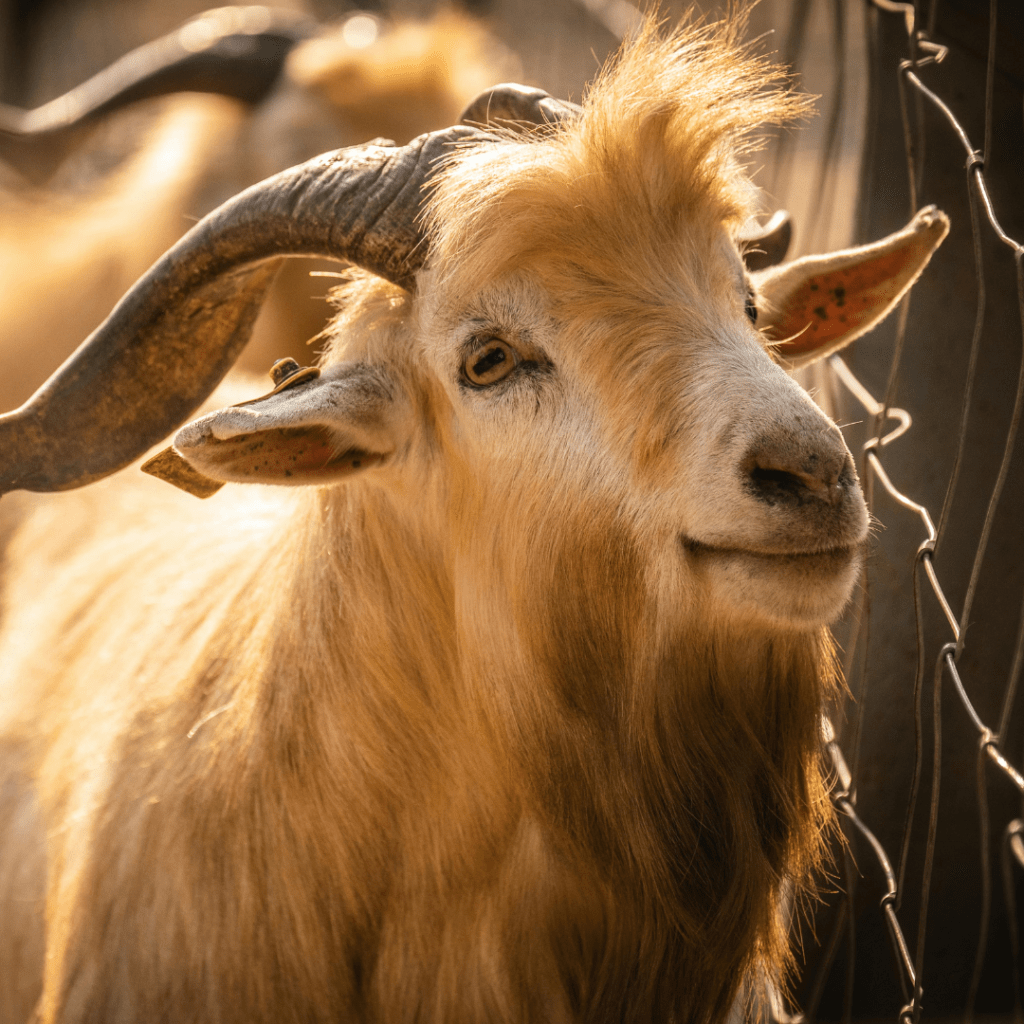 rancos_pasarai_kiti_gyvunai_3