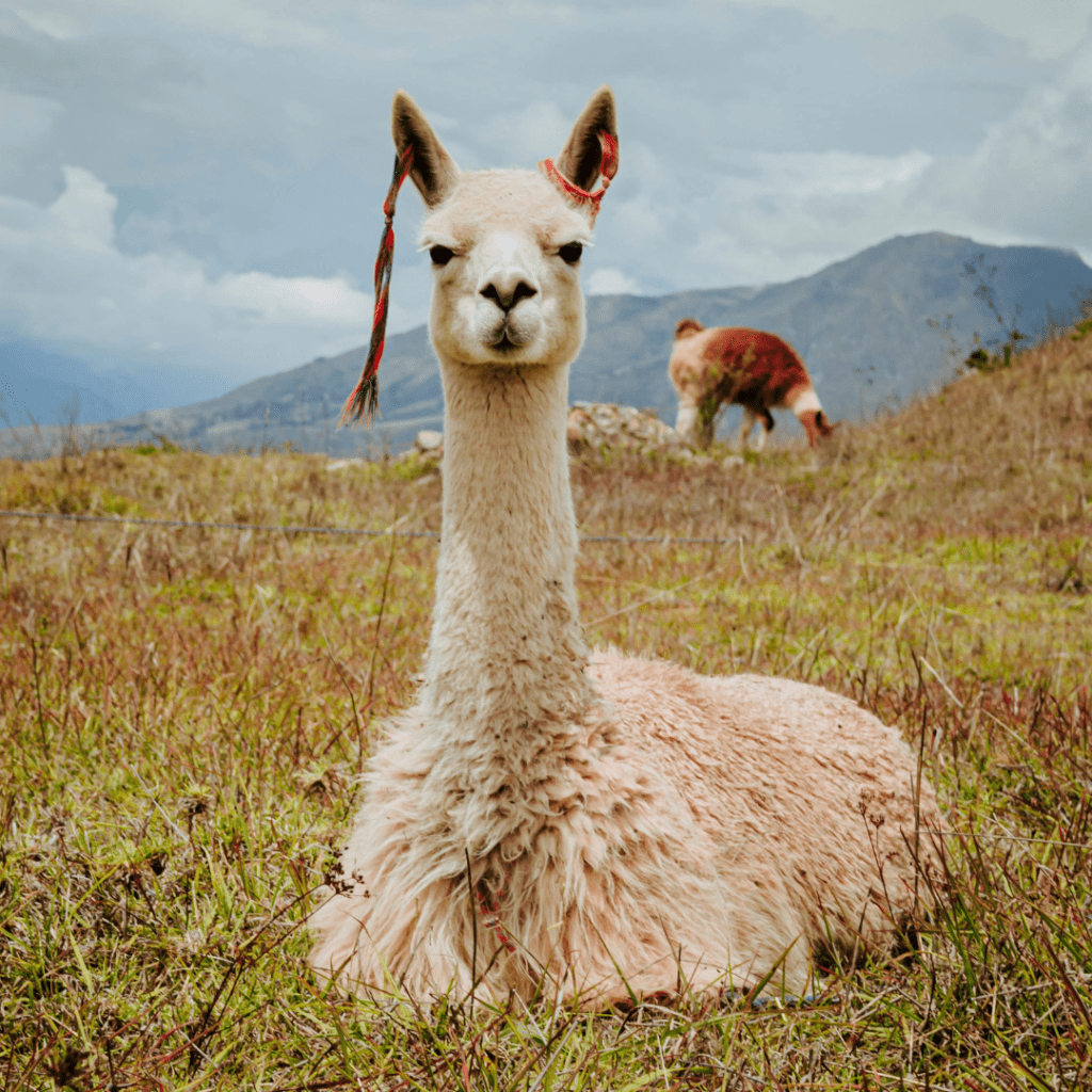 rancos_pasarai_kiti_gyvunai_4