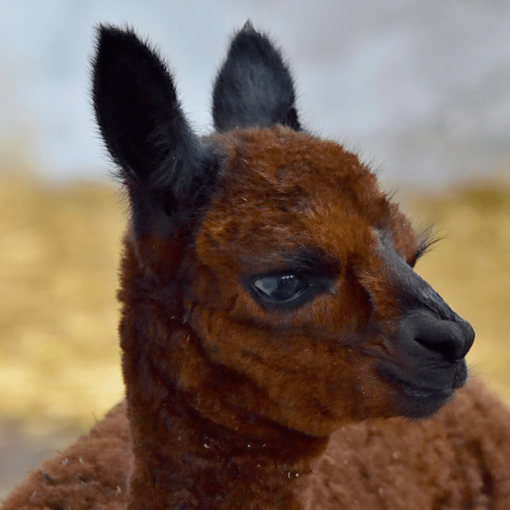 rancos_pasarai_kiti_gyvunai_5