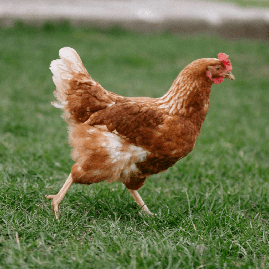 rancos_pasarai_kiti_gyvunai_6