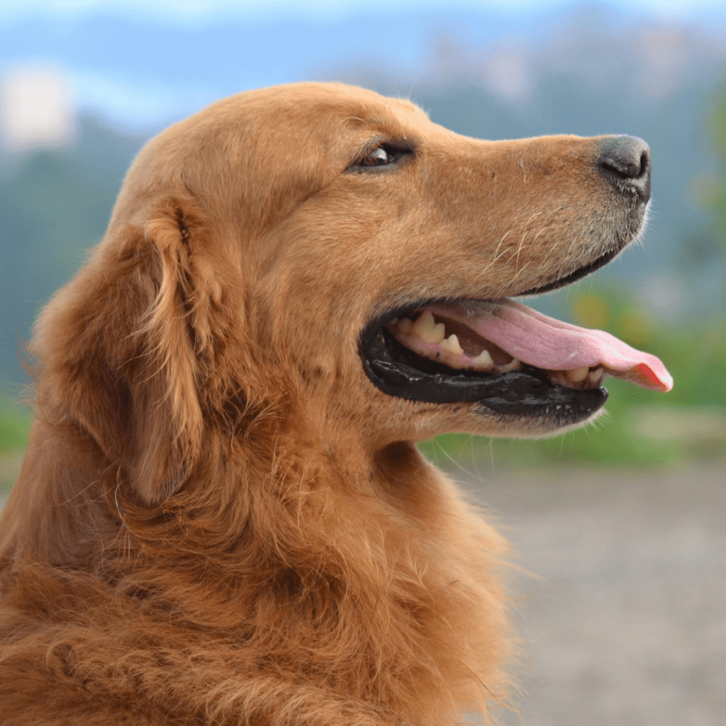 rancos_pasarai_kiti_gyvunai_7