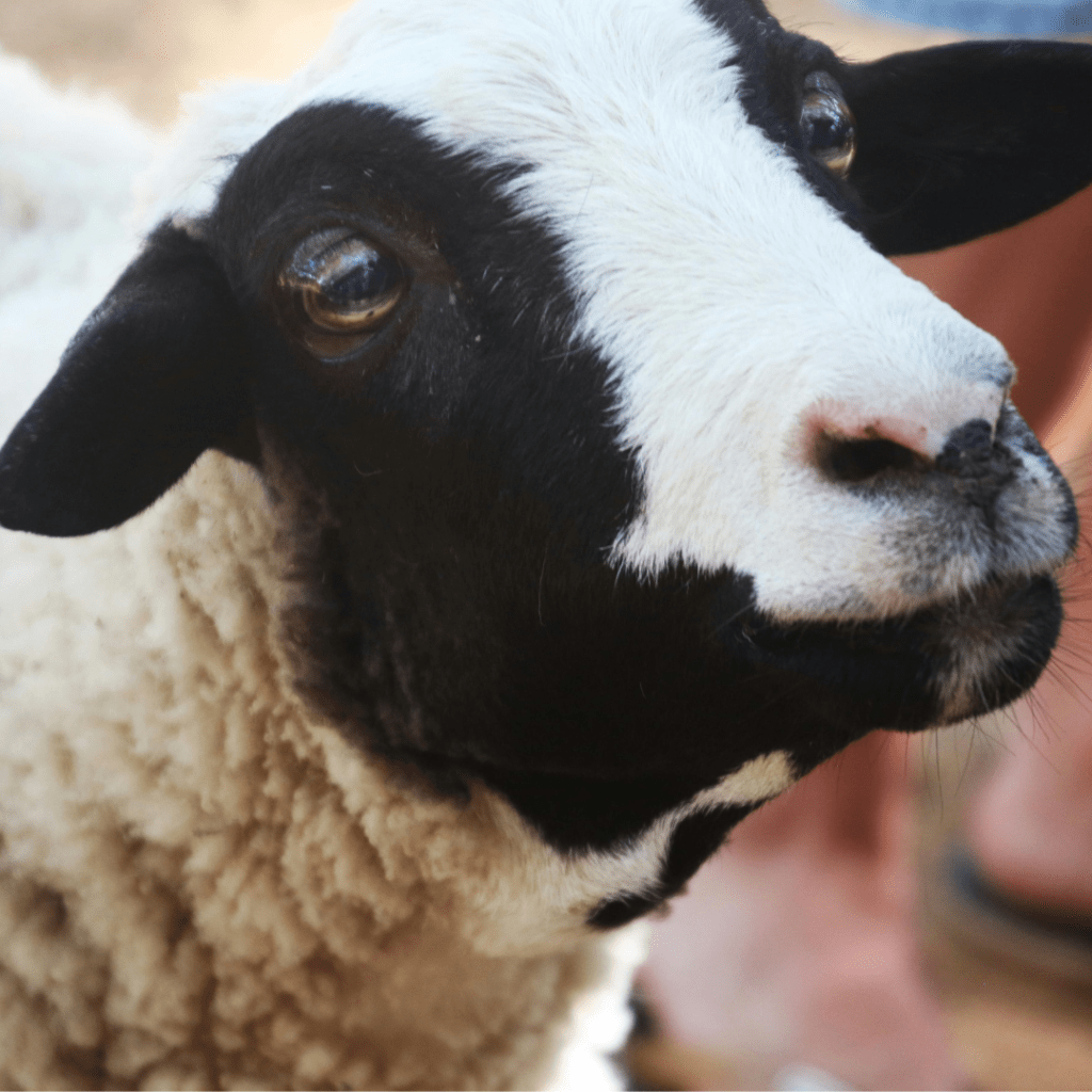 rancos_pasarai_kiti_gyvunai_8