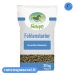 Galopp Fohlenstarter